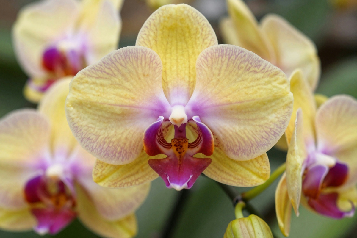 Concimare le orchidee: il segreto per fioriture abbondanti e durature tutto l'anno